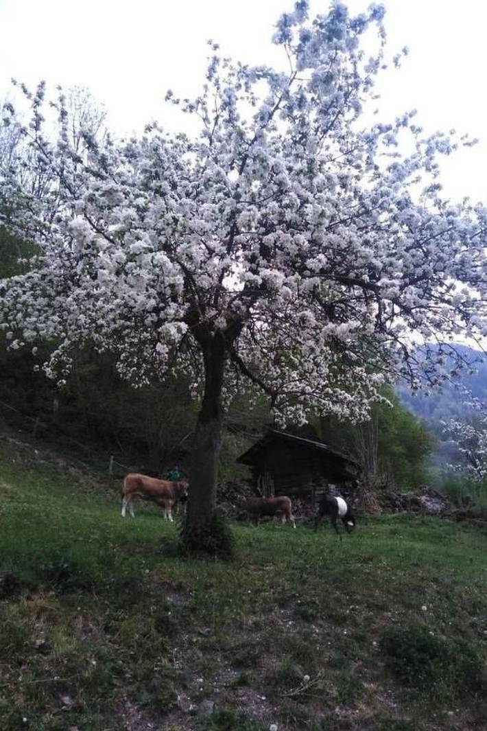 Ganze Wohnung, Berghof-Gufel in Engi, Glarus Süd