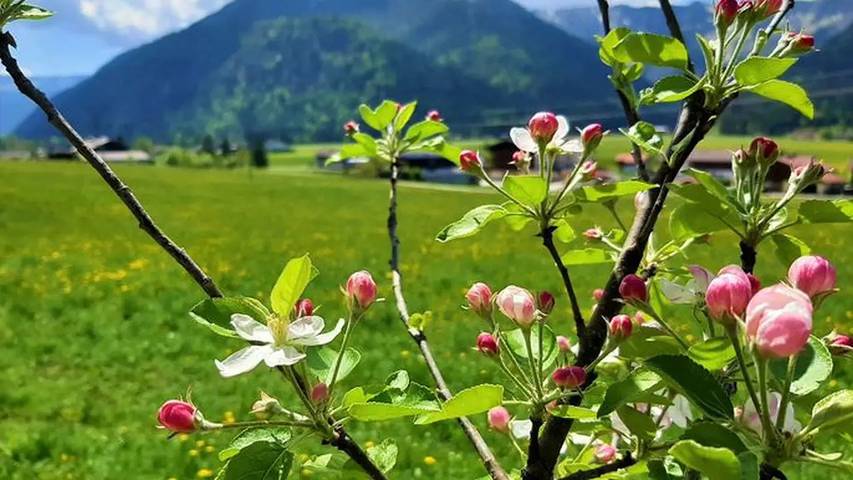 Bauernhof für 4 Personen, mit Garten am Achensee - 4