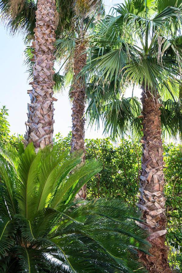 Chambre d’hôte pour 2 personnes, avec vue et jardin à Maglie - 4