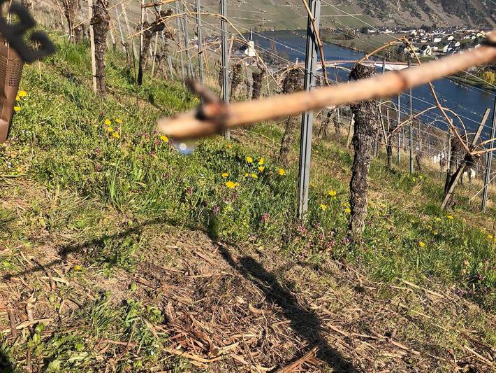 Ferienwohnung für 2 Personen, mit Garten in Rheinland-Pfalz - 4
