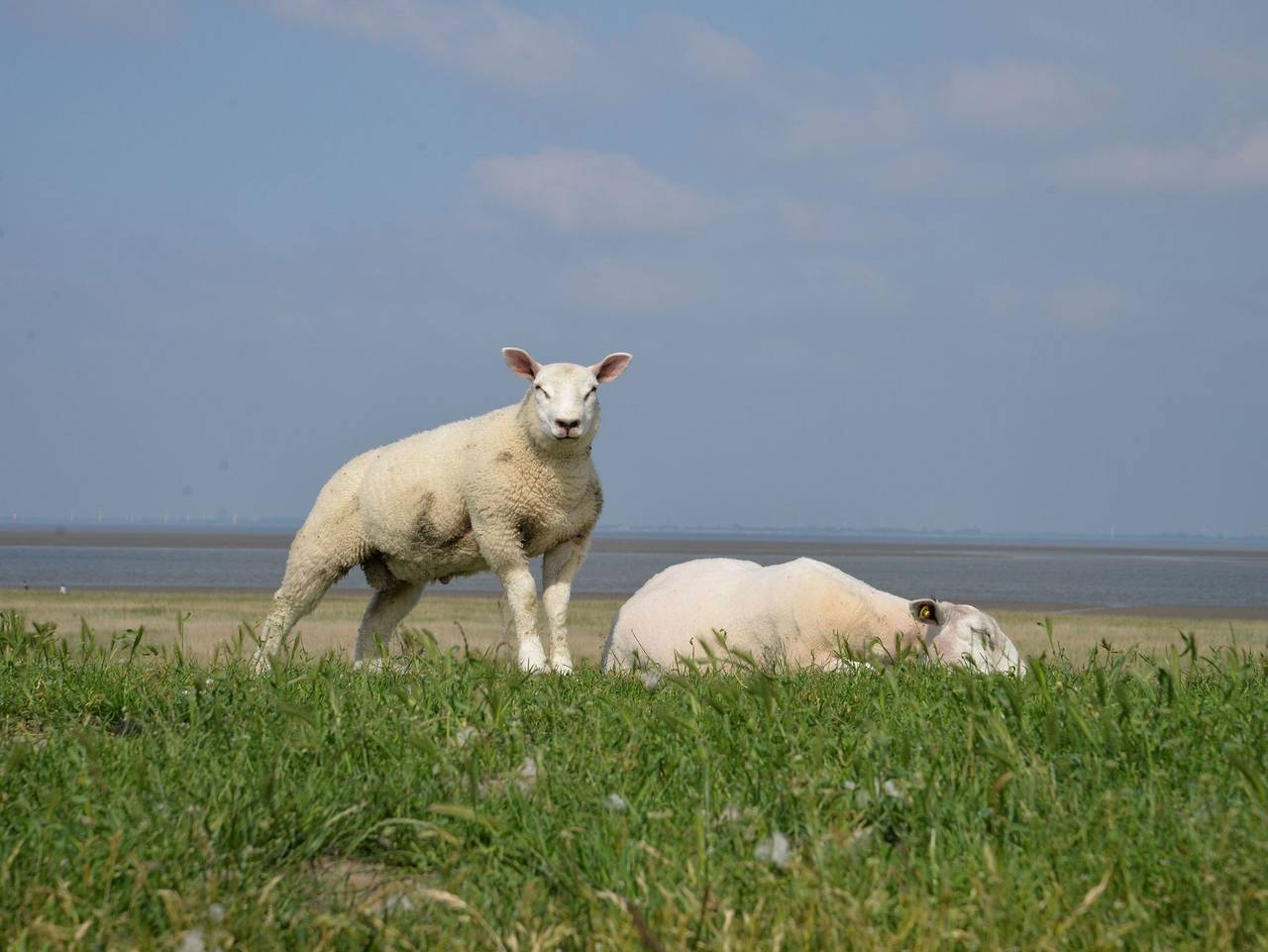 Ferienhaus Deichstern, Fewo Vermittlung Nordsee - Ferienhaus Deichstern in Butjadingen, Nordseeküste