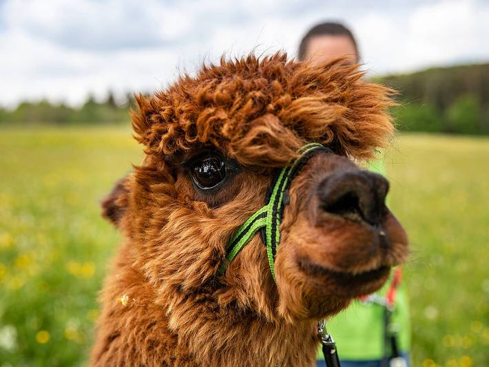 Bauernhof für 4 Personen, mit Pool und Garten, mit Haustier in der Eifel