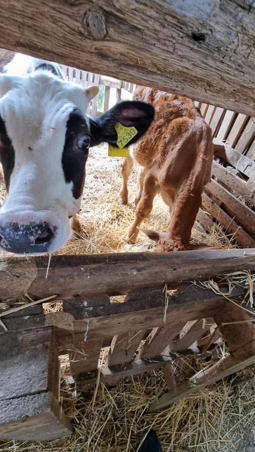 Le colonne di cesare in Boscoreale, Parco nazionale del Vesuvio