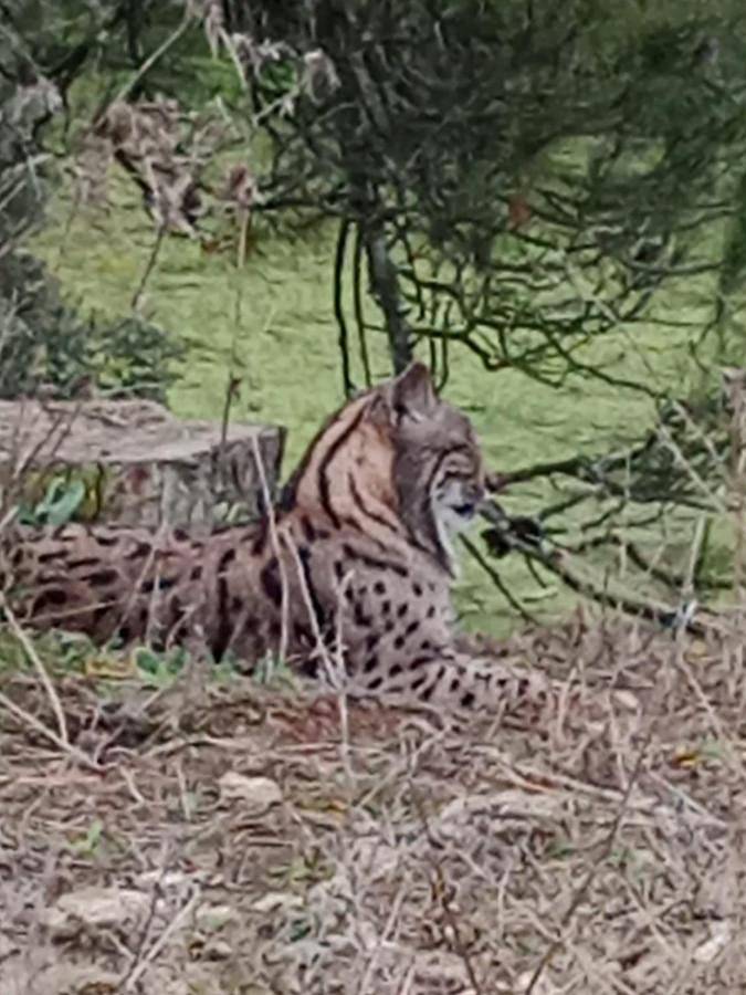 Casa de vacaciones para 7 personas, con vistas además de piscina y jardín en Provincia de Toledo - 2