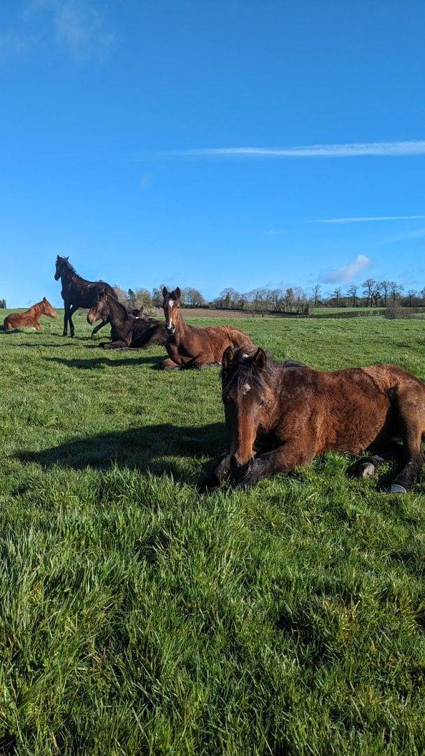 Le Haras d'Havetot & Spa - chambres d'hôtes Normandie - Suite Sierra in Anctoville, Région de Bayeux