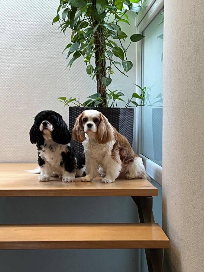 Gîte pour 2 personnes, avec terrasse et vue à Linz am Rhein - 3