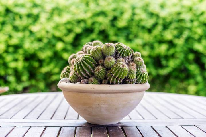 Ferienhaus für 4 Personen, mit Garten, mit Haustier in El Palmar (Andalusien) - 4
