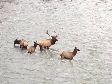 Log Cabin for 4 People in Cody (WY), Absaroka Range, Photo 4