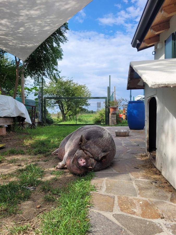 Gîte pour 3 personnes, avec vue et jardin, animaux acceptés à Piove di Sacco - 4