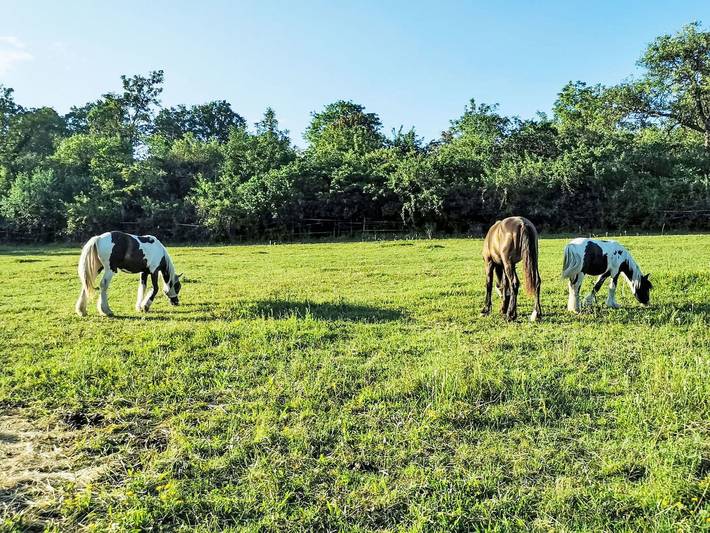 Landhaus für 4 Personen, mit Garten, mit Haustier in Rheinhessen - 4