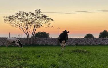 Agriturismo per 5 Persone in Ragusa, Provincia di Ragusa, Foto 4
