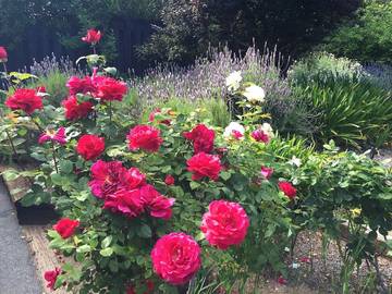 Cottage for 2 People in Carmel Valley, Monterey County, Photo 2
