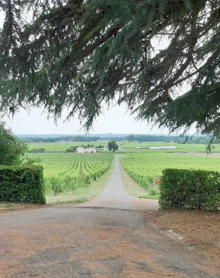 A L'Ombre De La Treille -Proche Saint-Emilion in Saint-Magne-de-Castillon, Région de Libourne