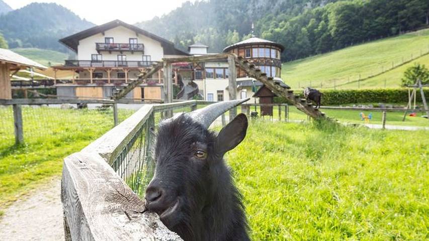 Ferienwohnung für 3 Personen, mit Garten und Sauna, mit Haustier in Strobl - 3