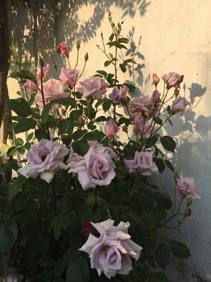 Chambre d’hôte pour 2 personnes, avec piscine et terrasse dans Bages - 4