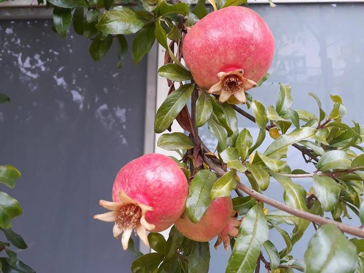 Location de vacances pour 4 personnes, avec jardin et vue, adapté aux familles à Borgo San Dalmazzo - 3