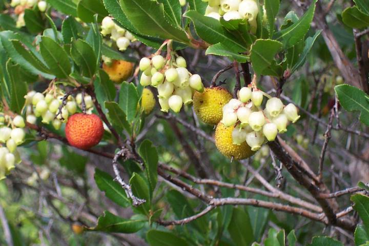 Gîte pour 4 personnes, avec jardin et piscine à Berlou - 4