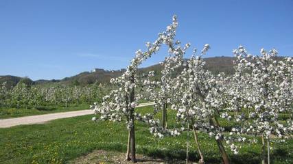 Apartament Wakacyjny dla 4 osoby w Salem, Region Bodensee-Oberschwaben, Zdjęcie 2