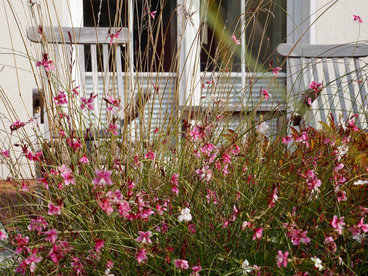 Windrose in Breege, Rügen