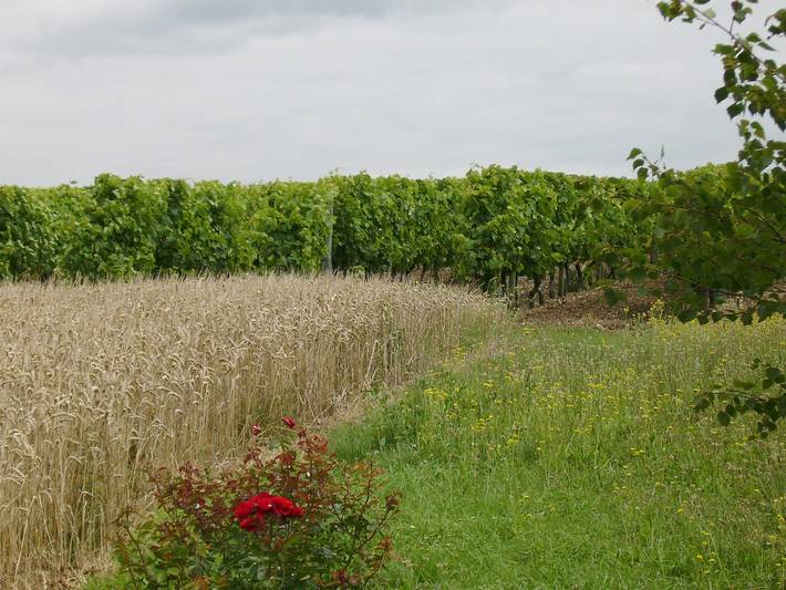 Chambre d’hôte pour 2 personnes, avec jardin en Charente-Maritime - 2