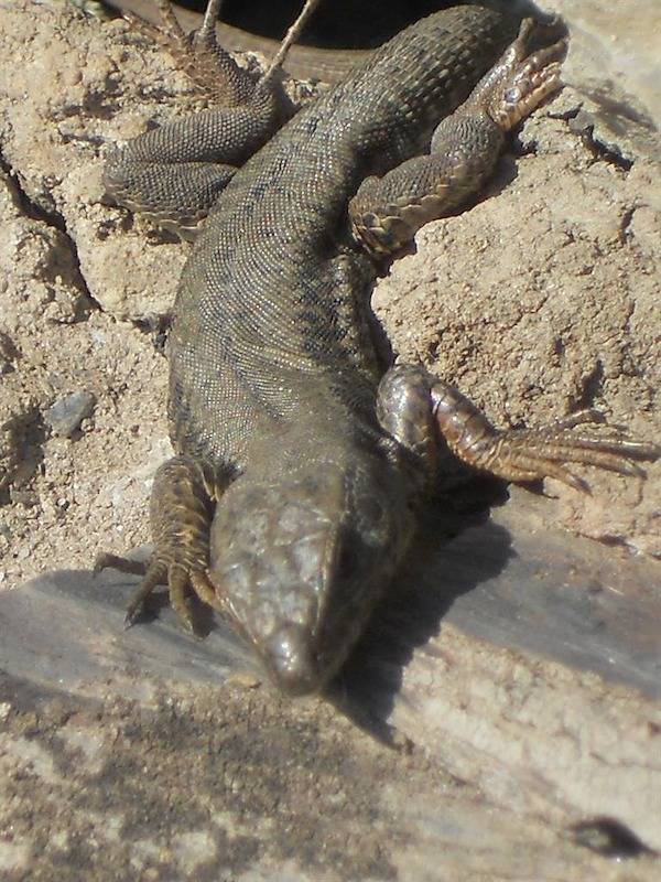 Ganze Ferienwohnung, 4-Bettwohnung Mosel in Klüsserath, Moseleifel