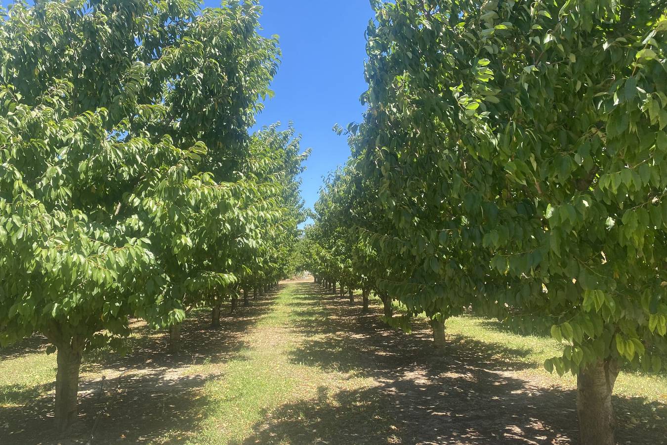Le Ribbou - Isle-sur-la-Sorgue in L'Isle-sur-la-Sorgue, Vaucluse