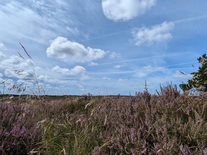 Ferienhaus für 6 Personen, mit Terrasse, kinderfreundlich auf Rømø - 4