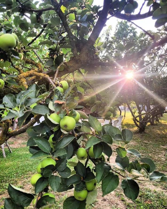 B&b per 3 persone, con balcone e giardino sulla Riviera Romagnola