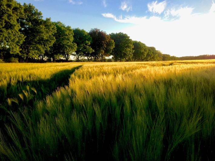 Ferienwohnung für 4 Personen, mit Terrasse, mit Haustier in Prignitz - 2