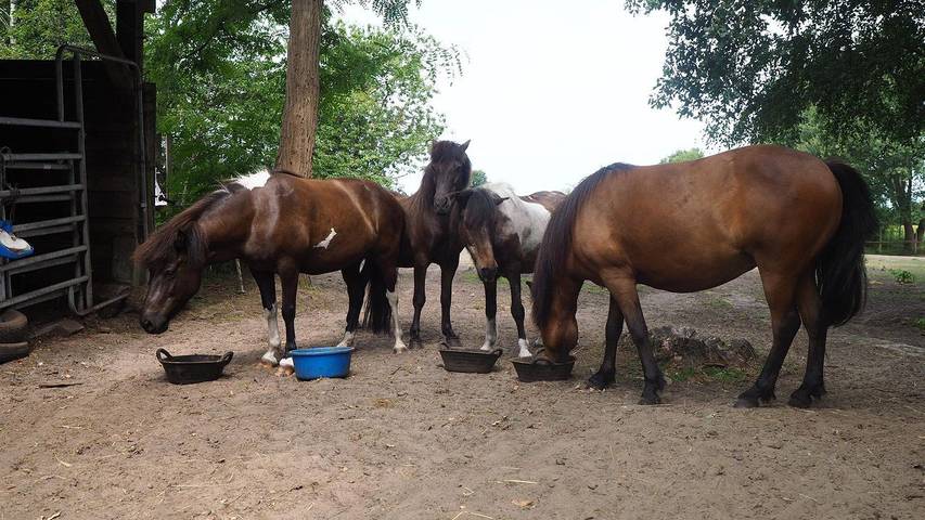 Ferienwohnung für 6 Personen, mit Garten und Terrasse, mit Haustier in Schneverdingen - 3