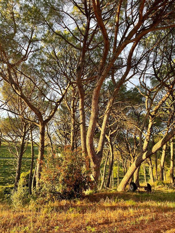 Location de vacances pour 4 personnes, avec jardin et vue à Montfrin - 2