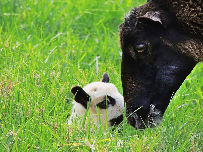 Ferienhaus für 4 Personen, mit Terrasse und Garten - 1
