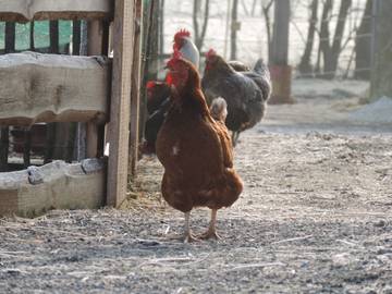 Casa Rural para 4 Personas en Leipheim, Suabia, Foto 4