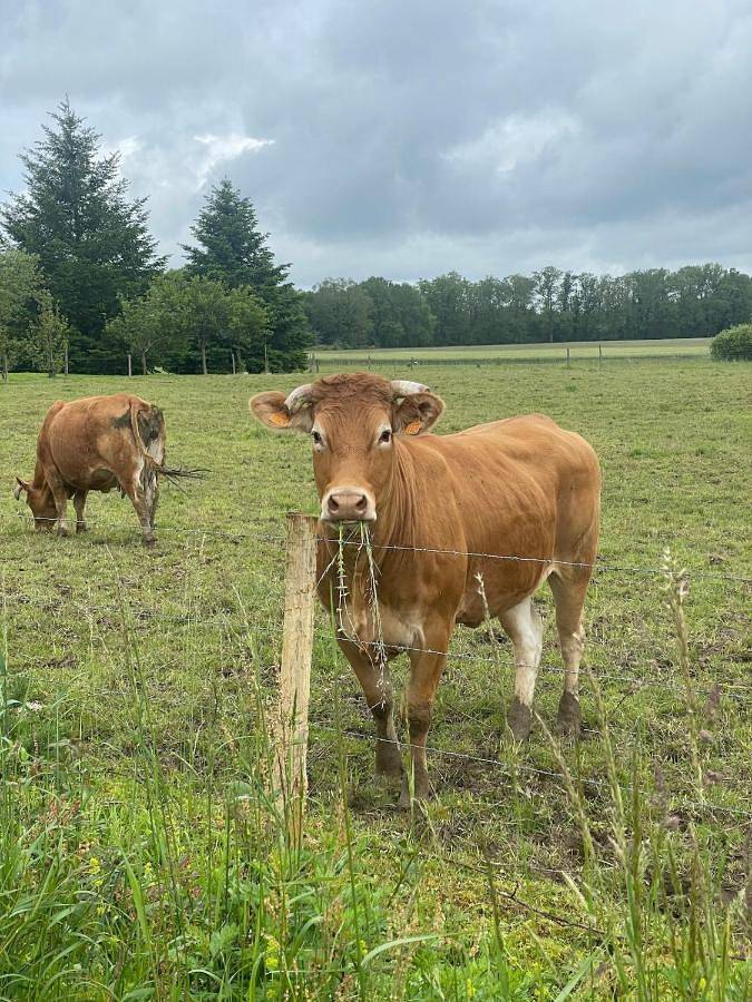 Four-Bedroom Holiday Home in Oradour-sur-Vayres, Parc naturel régional Périgord-Limousin