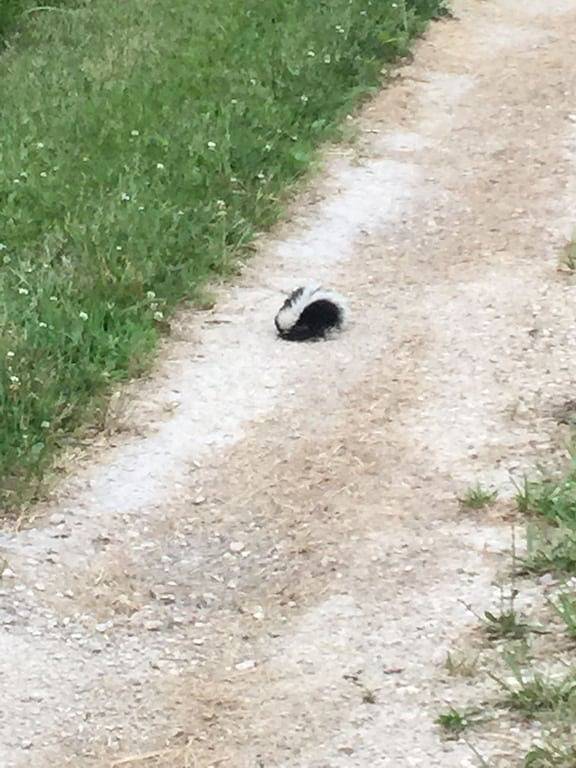 Blockhütte auf 25 Hektar in LaSalle County
