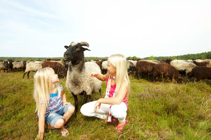 Camping für 6 Personen, mit Garten in der Lüneburger Heide - 4