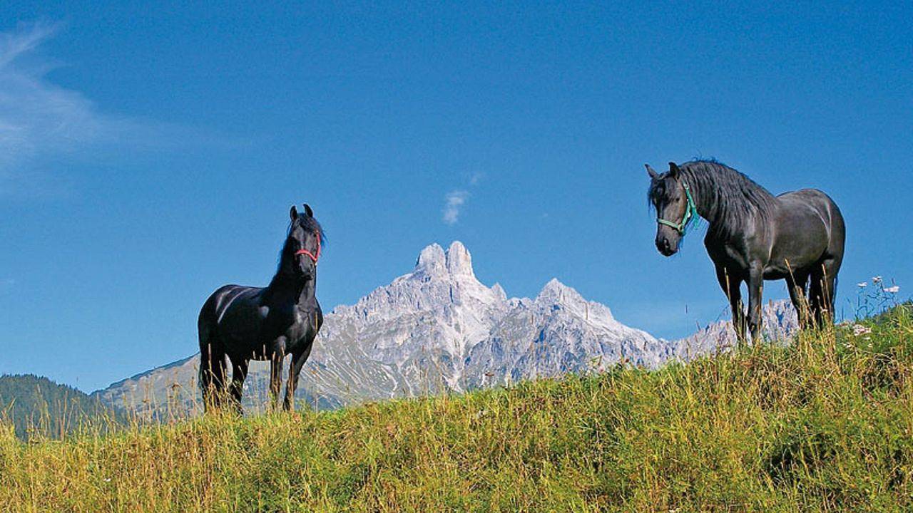 Ganze Ferienwohnung, Ferienwohnung für 6 Personen (80 m²) in Filzmoos in Filzmoos, Tennengau