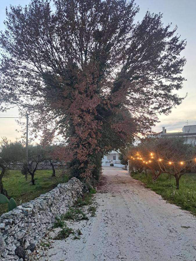 Maison d’hôte pour 4 personnes, avec terrasse ainsi que vue et jardin à Locorotondo - 3