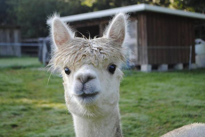 Ferienwohnung für 4 Personen, mit Balkon und Ausblick - 1