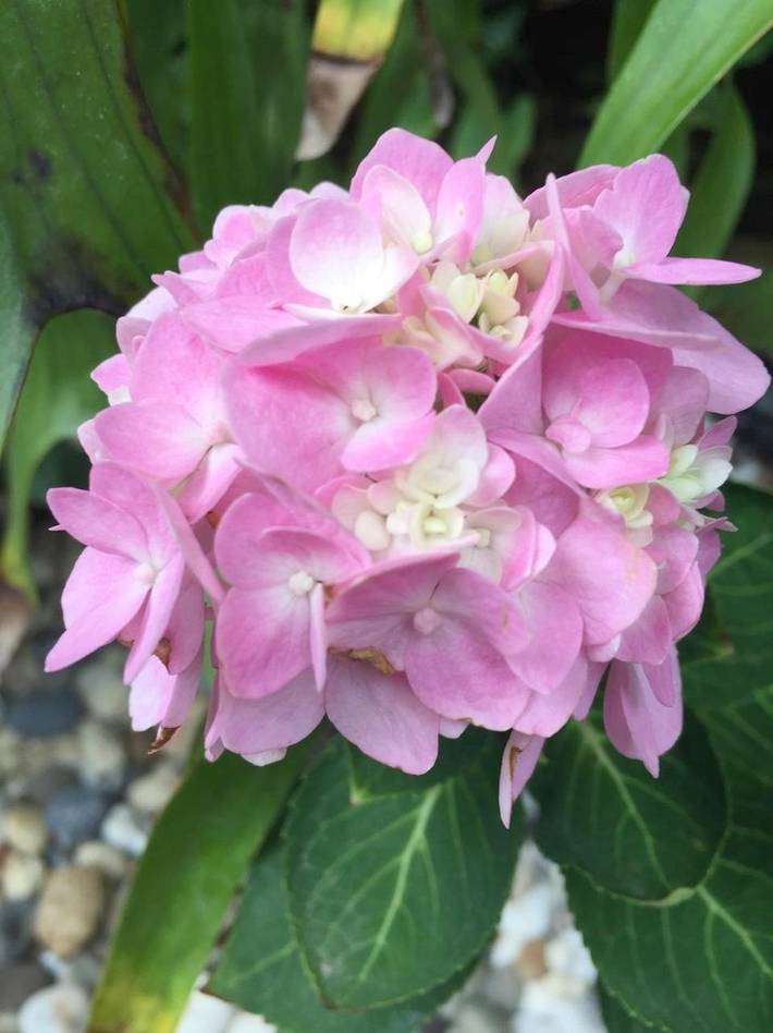 Station pour 2 personnes, avec piscine ainsi que jardin et bassin pour enfant à Karon Beach - 3