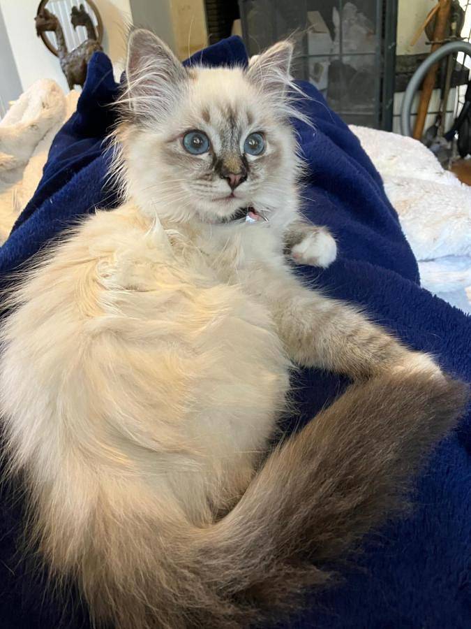 Chambre d’hôte pour 5 personnes, avec vue ainsi que jardin et piscine, animaux acceptés à Amboise - 3