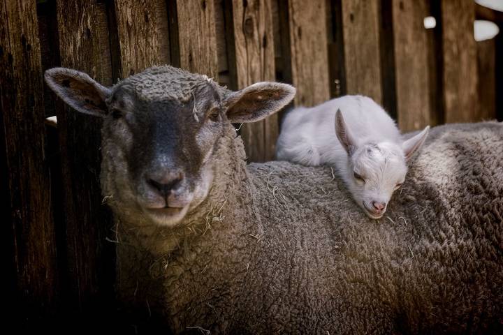 Holiday rental for 4 people, with terrace and garden, with pets on Vancouver Island