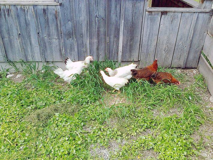 Bauernhof für 3 Personen, mit Garten in Oberbayern - 3