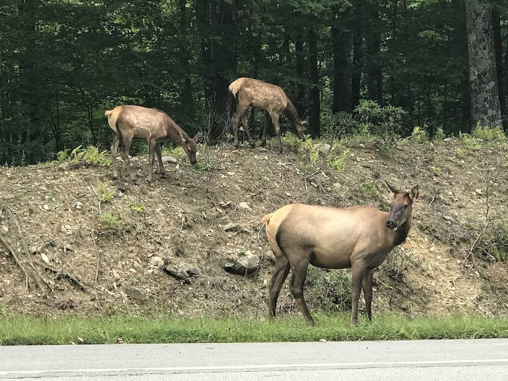 Bed And Breakfasts for 4 Guests in Great Smoky Mountains National Park, North Carolina