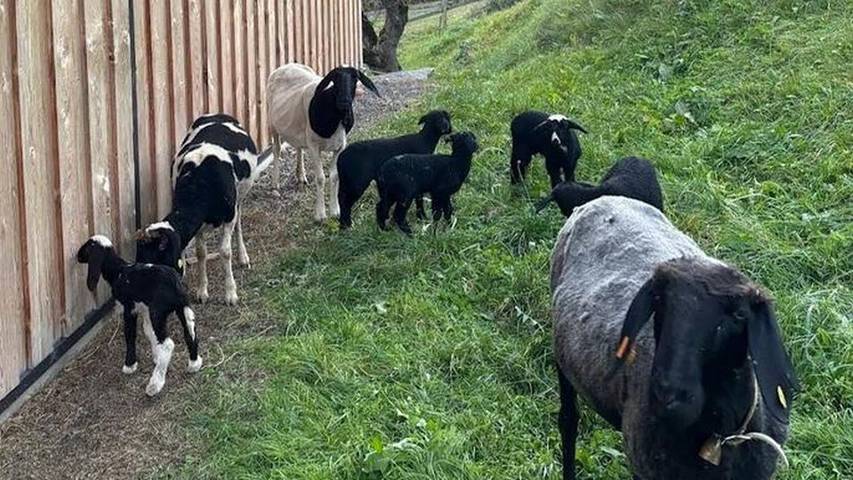 Ferienwohnung für 4 Personen, mit Balkon in Arzl im Pitztal - 4