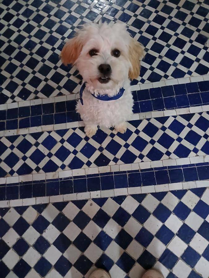 Chambre d’hôte pour 2 personnes, avec terrasse à El Jadida - 3