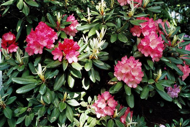 Ferienwohnung für 2 Personen, mit Balkon und Garten in Bad Zwischenahn - 4