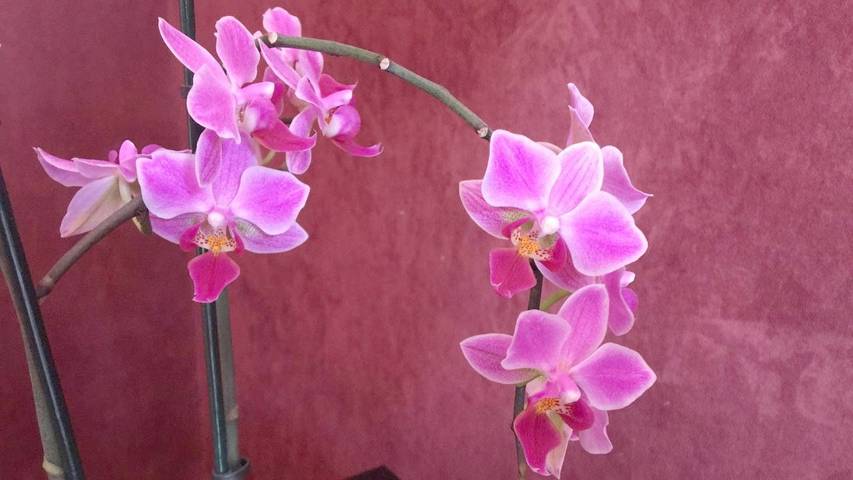 Maison d’hôte pour 2 personnes, avec balcon et vue à Amsterdam - 4