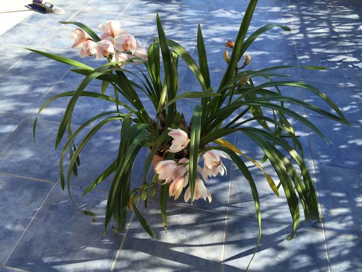 Gîte pour 6 personnes, avec balcon à Lipari - 4