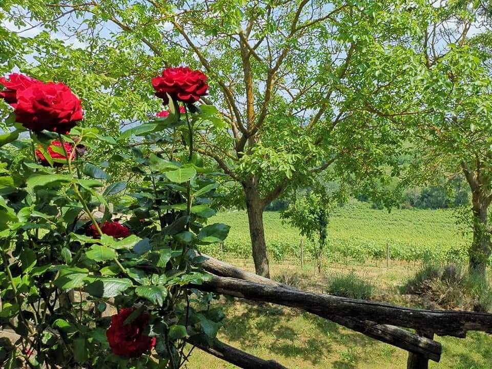 Cascina Valtignosa Camere Con Vigna in Cassine, Province d'Alexandrie